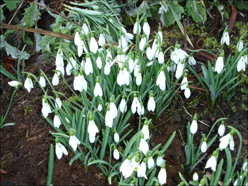 DSC01170_larnach castle